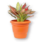 plastic flower pot